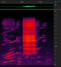 Chirp+zap+chirp from 8 december - 5m40s.