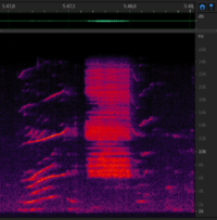 Chirp+zap+chirp from 8 december - 5m47s.