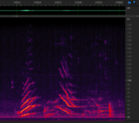 Chirp from 6 december - 2m02s.