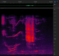 Chirp+zap+chirp from 8 december - 5m36s.