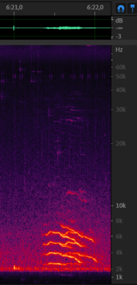 Chirp from 9 december - 6m20s.