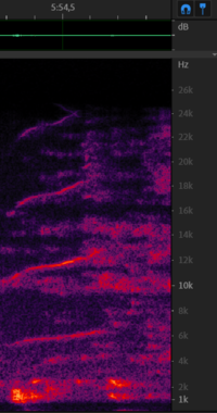 Chirp from 8 december - 5m54s.